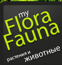 myflorafauna.ru =    =   